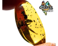 Ámbar Amarillo con Insecto #021 - comprar en línea