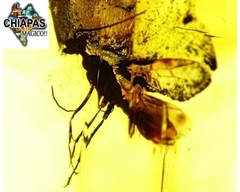 Ámbar Amarillo con Insecto #022