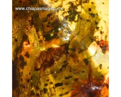 Ámbar Amarillo con Insecto #023 - comprar en línea