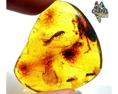 Ámbar Amarillo con Insectos #025 - Chiapas Mágico