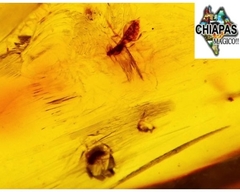 Ámbar Amarillo con Insectos #028 - tienda en línea