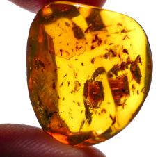 Ámbar Amarillo con Varios Insectos #003
