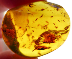 Ámbar Amarillo con Varios Insectos #003 en internet