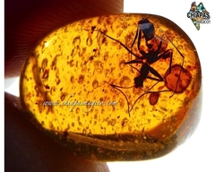 Ámbar Amarillo con Insecto #032 - comprar en línea