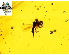 Ámbar Amarillo con Insecto #038 - comprar en línea