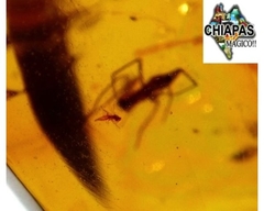 Ámbar Amarillo con Araña e Insecto #004 - comprar en línea
