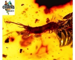 Ámbar Amarillo con Insecto #040