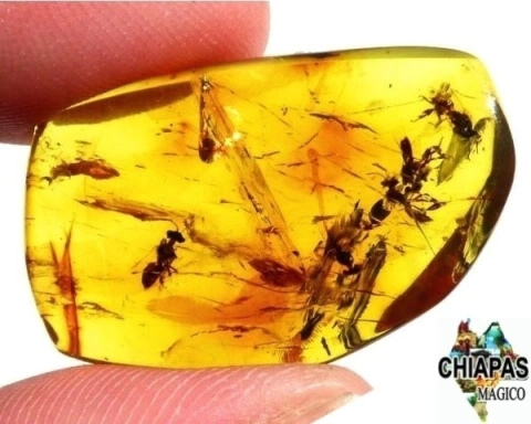 Ámbar Amarillo con Insectos #041