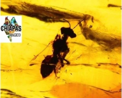 Ámbar Amarillo con Insectos #041 - comprar en línea