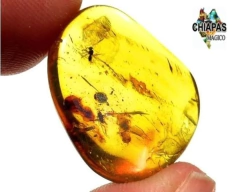 Ámbar Amarillo con Insectos #042 - tienda en línea