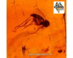 Ámbar Caramelo con Insectos #007 - tienda en línea