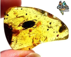 Ámbar Amarillo con Insecto #009 - Chiapas Mágico