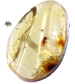 Anillo De Ámbar Con Insecto & Plata Ley #8 (INS7)