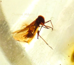 Anillo De Ámbar Con Insecto & Plata Ley #8 (INS7) - comprar en línea