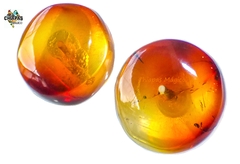 Broqueles de Ámbar Cognac & Acero Inoxidable