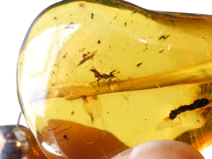 Collar Con Ámbar Auténtico & Plata Ley 75 CM (NL7) - tienda en línea