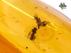 Dije de Ámbar con Insectos & Plata Ley #019 en internet