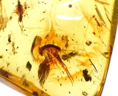 Dije De Ámbar Con Insectos & Plata Ley #021 - comprar en línea