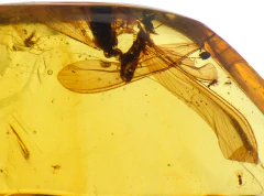 Dije De Ámbar Con Insectos & Plata Ley #012 - tienda en línea