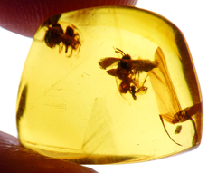 Lote con 10 piezas de Ámbar con Insectos - tienda en línea