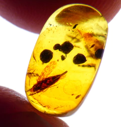 Lote con 10 piezas de Ámbar con Insectos en internet