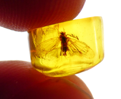 Lote con 10 piezas de Ámbar con Insectos - Chiapas Mágico