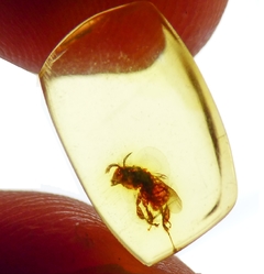 Lote con 10 piezas de Ámbar con Insectos - tienda en línea