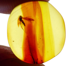 Imagen de Lote con 10 piezas de Ámbar con Insectos