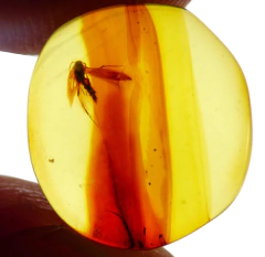 Imagen de Lote con 10 piezas de Ámbar con Insectos