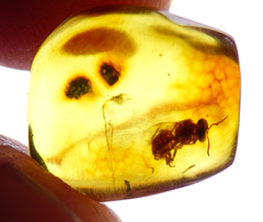 Lote con 10 piezas de Ámbar con Insectos - Chiapas Mágico