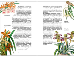 Orquídeas - Eric Le Comte en internet