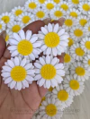 Aplique Margarida em Feltro - 4cm - Pacote com 10 Unidades