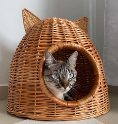 Toca de gato na internet