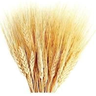 Trigo desidratado - comprar online