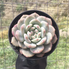 echeveria-ariel