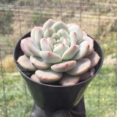 echeveria-ariel