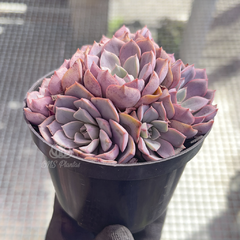 echeveria-brisa