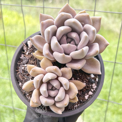 echeveria-beverley