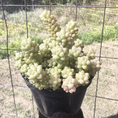 sedum-burrito