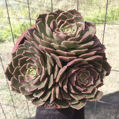 echeveria-brown-rose