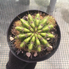 echinopsis-calochlora