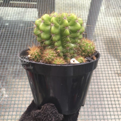 echinopsis-calochlora