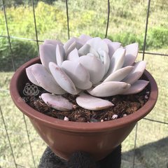echeveria-caly-argentea