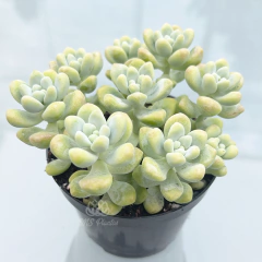 sedum-hibrido-clavatum