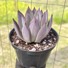 echeveria-colorata
