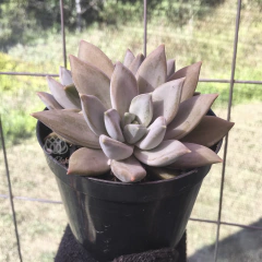 pachyveria-compassion