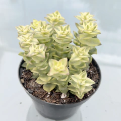 crassula-perforata-variegata