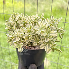 crassula-volkensii-variegata