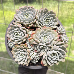 echeveria-chrissy-n-ryan
