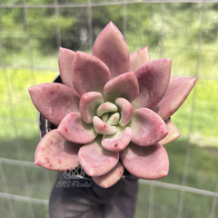 graptoveria-pink-donna